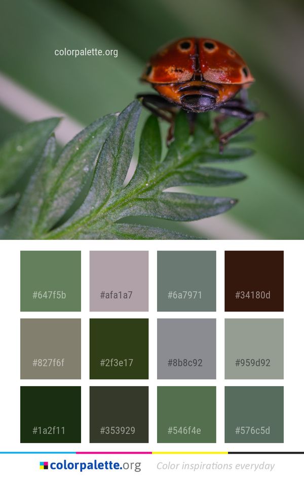 Insect Beetle Macro Photography Color Palette