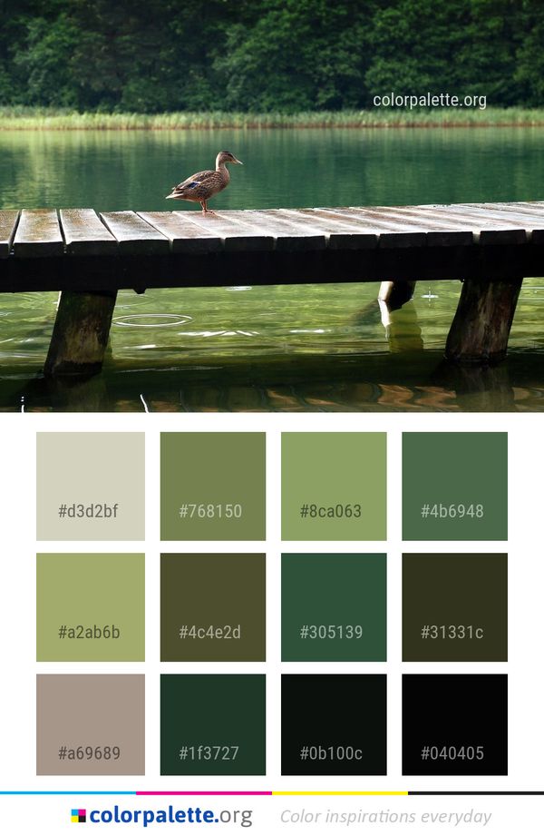 Water Bird Reflection Color Palette