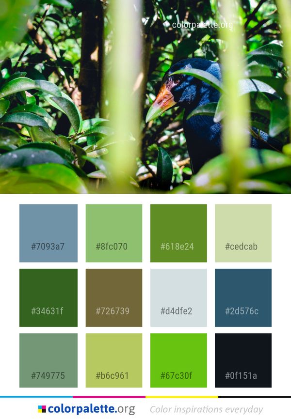 Fauna Bird Vertebrate Color Palette