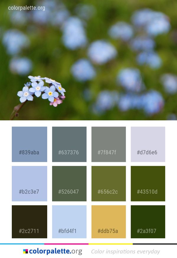 Flower Plant Flora Color Palette