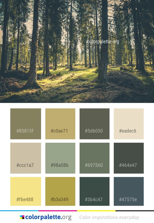 Forest Nature Woodland Color Palette