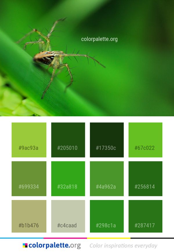 Insect Macro Photography Invertebrate Color Palette