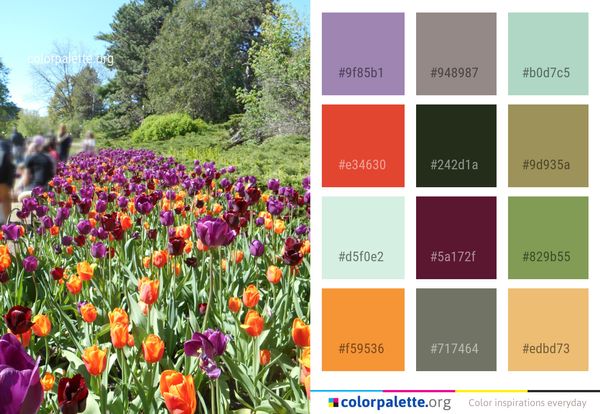 Flower Plant Flowering Color Palette