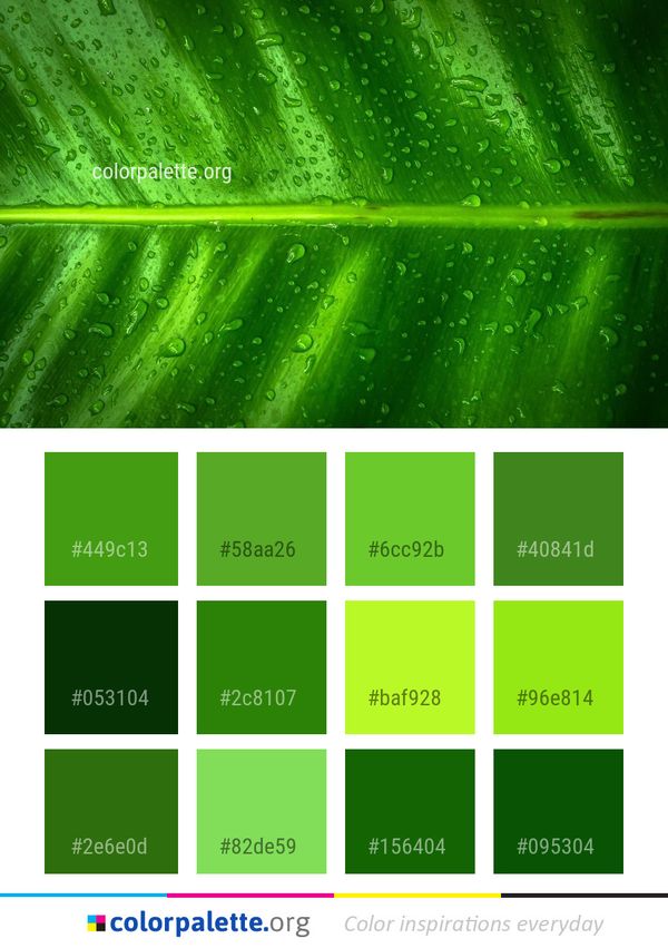 Green Water Dew Color Palette