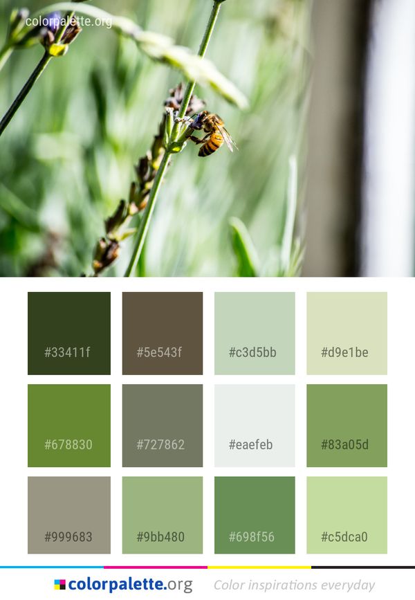 Insect Flora Membrane Winged Color Palette
