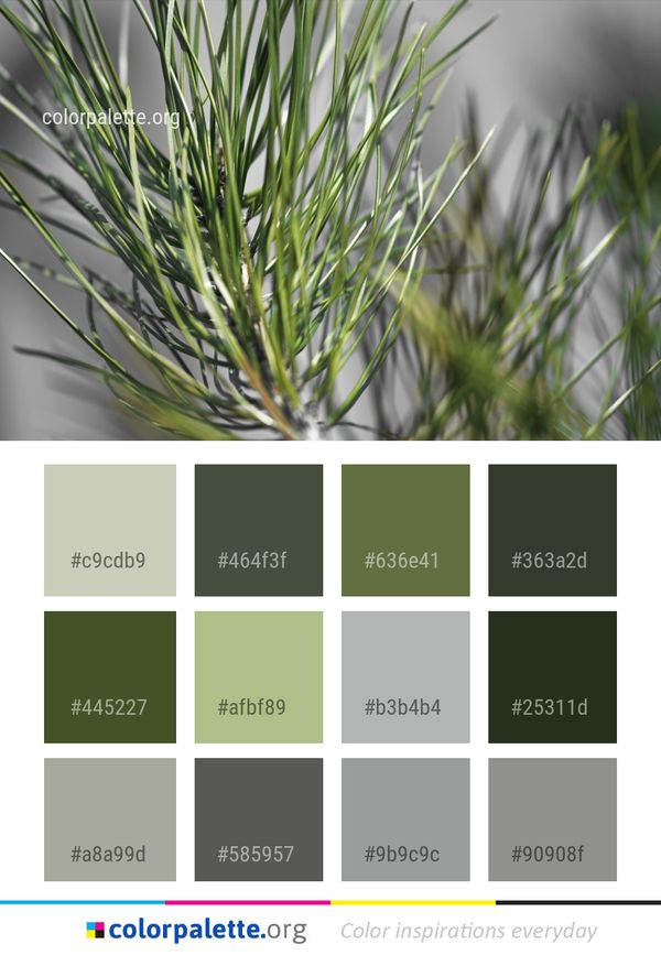 Plant Grass Family Color Palette