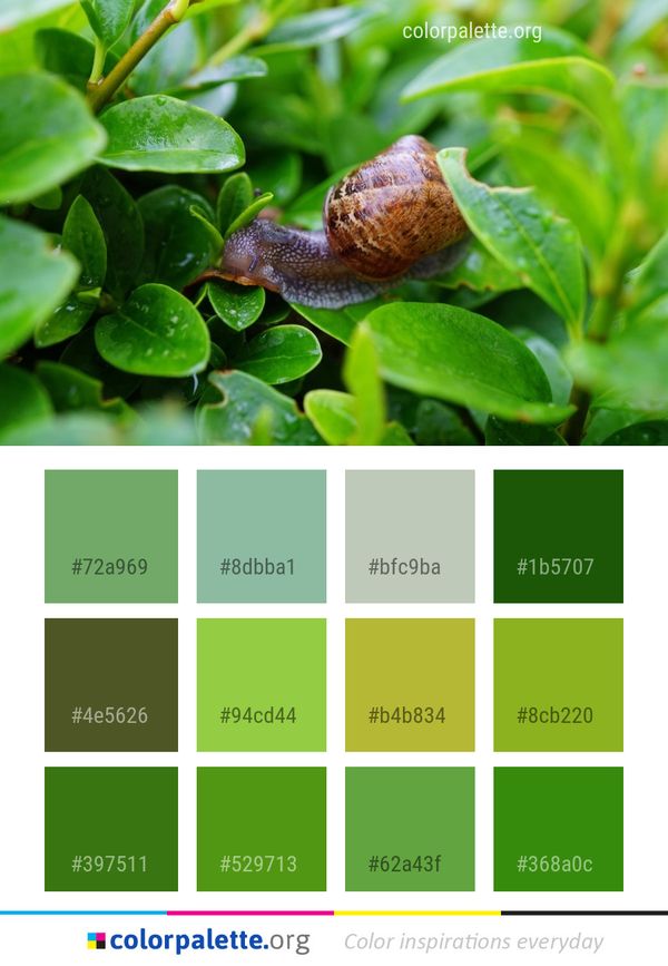 Snails And Slugs Snail Molluscs Color Palette