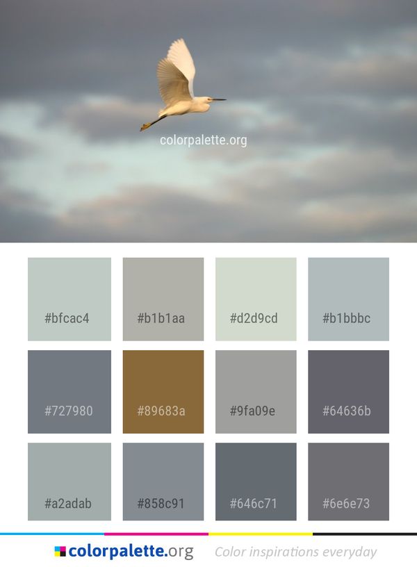 Bird Sky Beak Color Palette