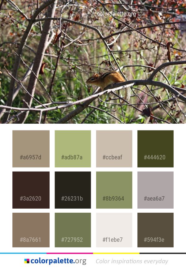 Branch Wildlife Fauna Color Palette
