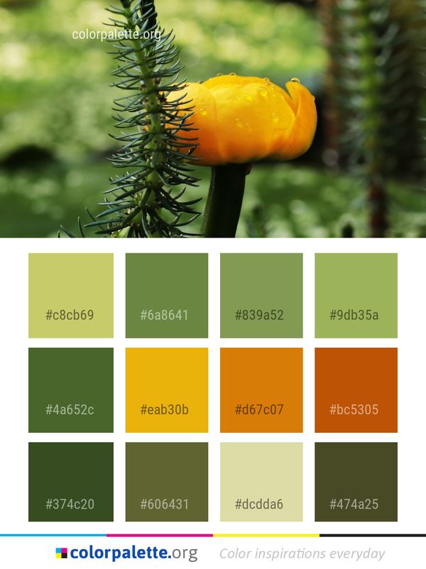 Flora Plant Flower Color Palette