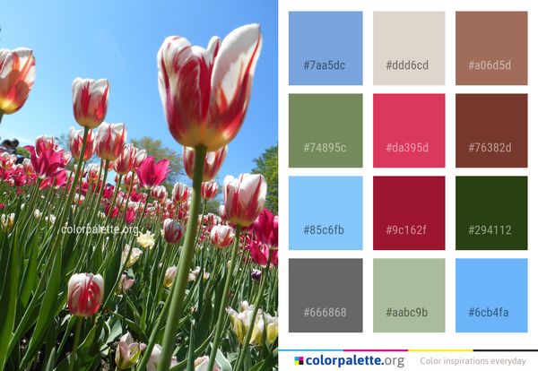 Flower Plant Flowering Color Palette