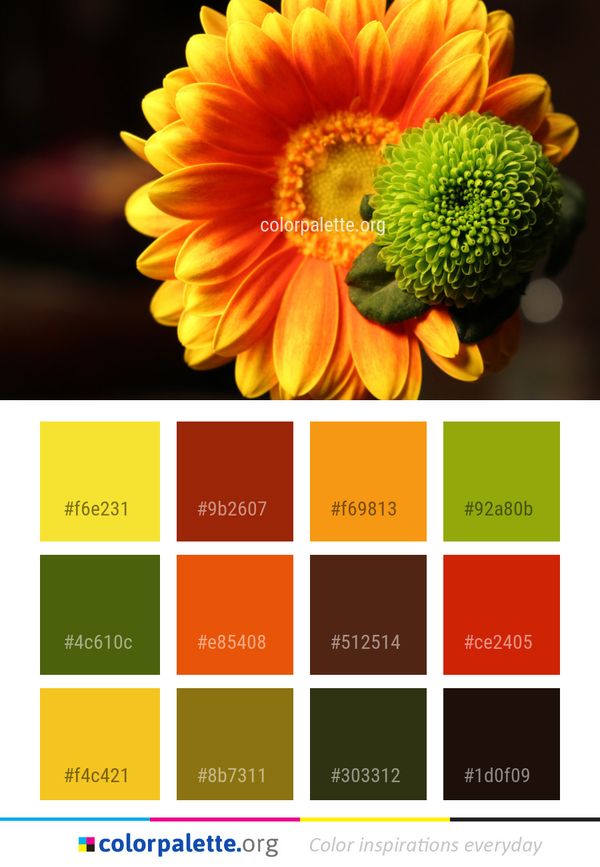 Flower Yellow Close Up Color Palette