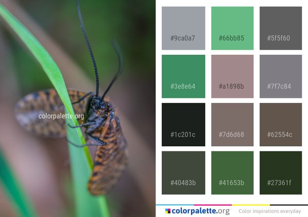 Insect Macro Photography Invertebrate Color Palette