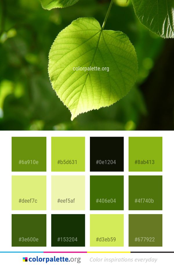 Leaf Green Vegetation Color Palette