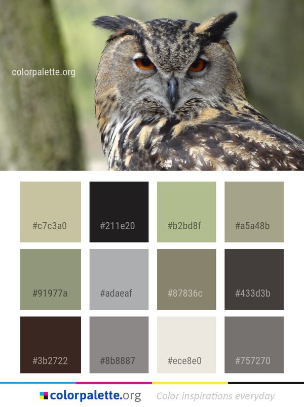 Owl Beak Bird Of Prey Color Palette