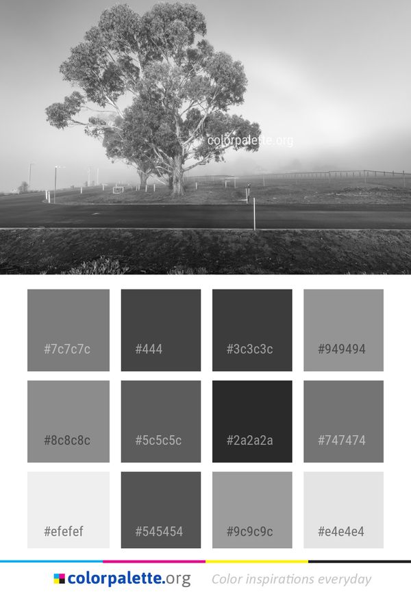 Tree Woody Plant Black And White Color Palette