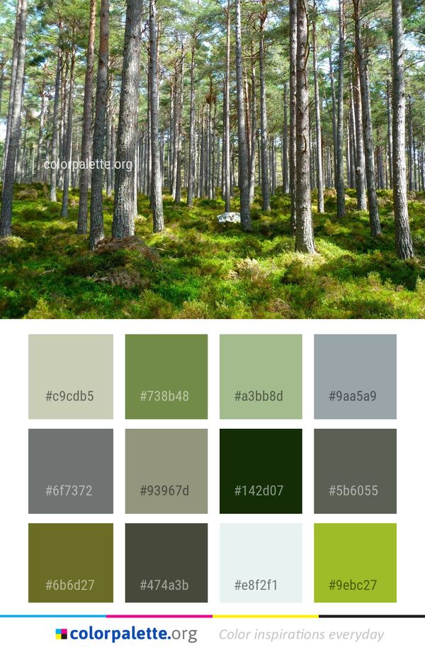 Ecosystem Temperate Broadleaf And Mixed Forest Color Palette