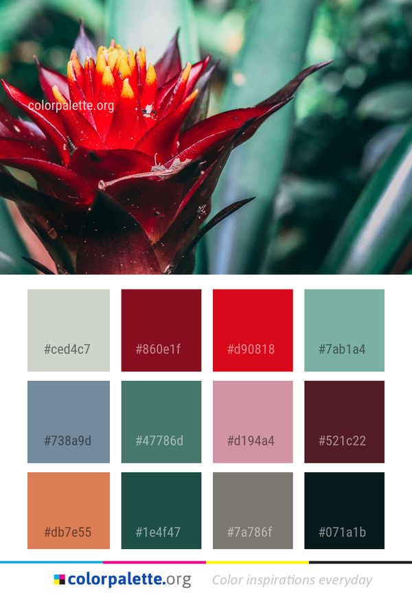Flora Flower Plant Color Palette