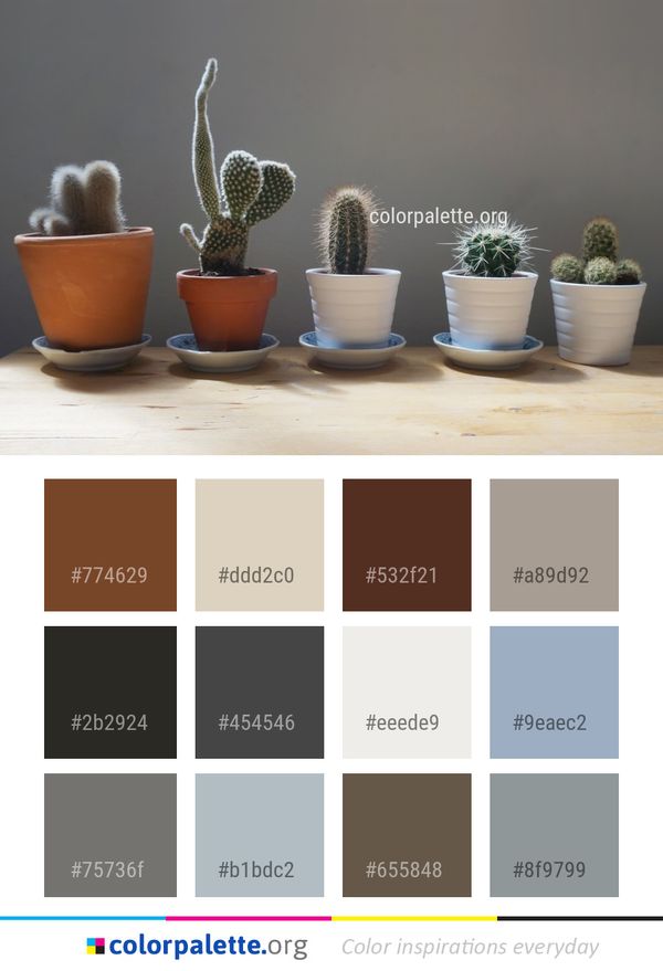 Plant Cactus Flowerpot Color Palette