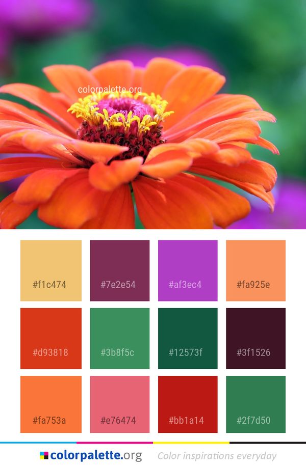 Flower Flora Close Up Color Palette