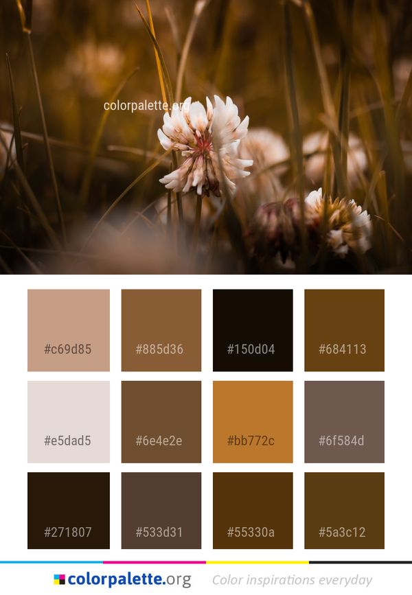 Flower Flora Plant Color Palette