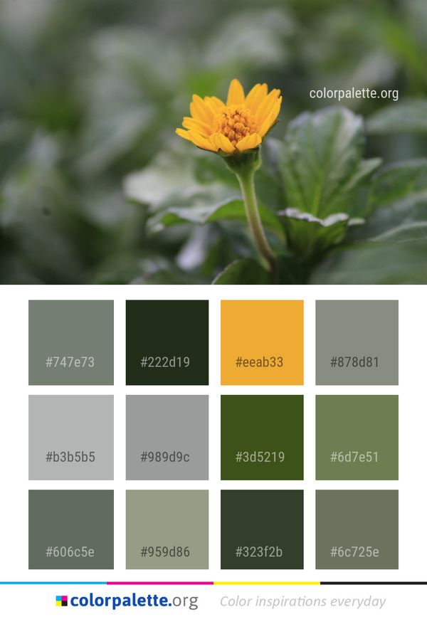 Flower Yellow Flora Color Palette