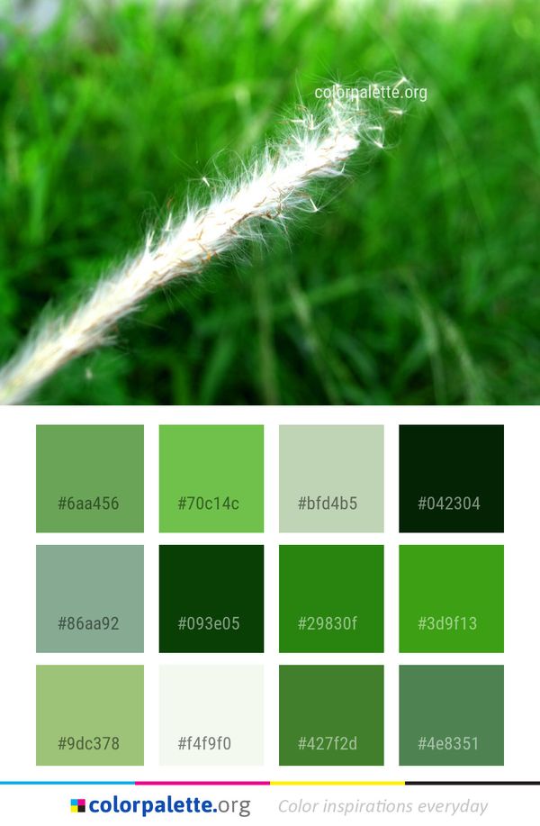 Grass Family Close Up Color Palette