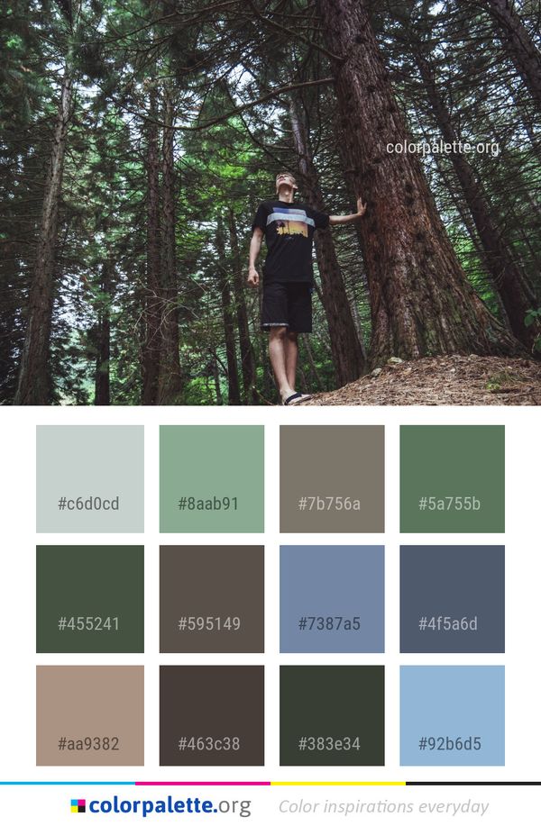 Tree Nature Forest Color Palette