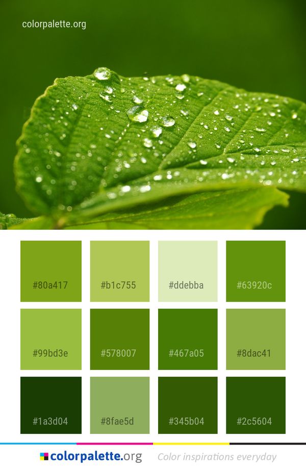 Water Leaf Green Color Palette