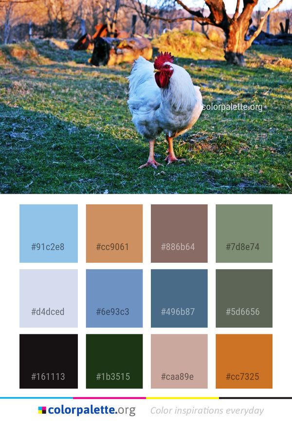 Chicken Bird Galliformes Color Palette