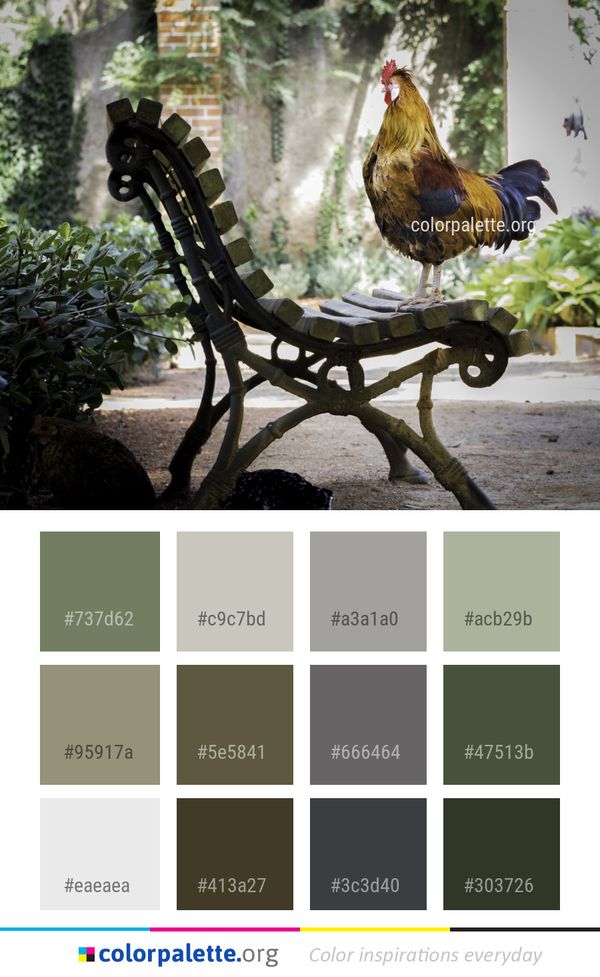 Chicken Rooster Bird Color Palette