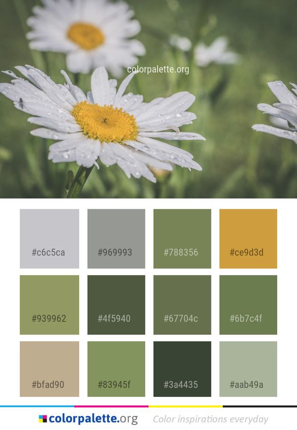Flower Oxeye Daisy Color Palette
