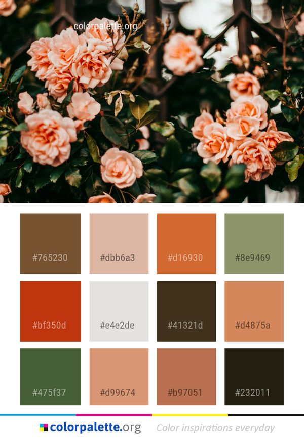Flower Plant Rose Family Color Palette