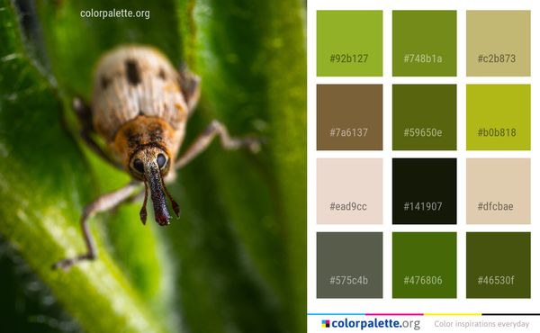 Insect Macro Photography Invertebrate Color Palette