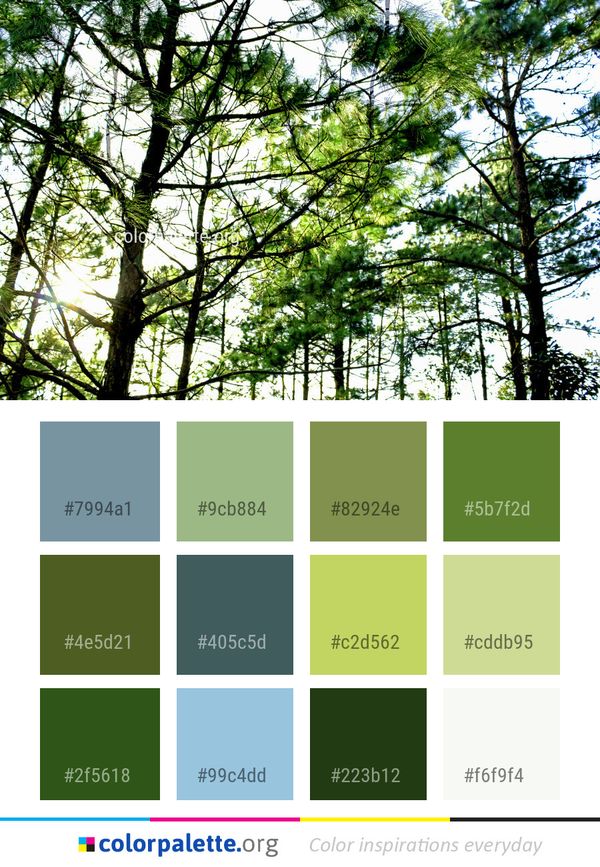 Tree Nature Branch Color Palette