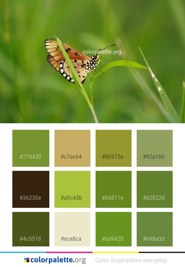 Butterfly Insect Moths And Butterflies Color Palette