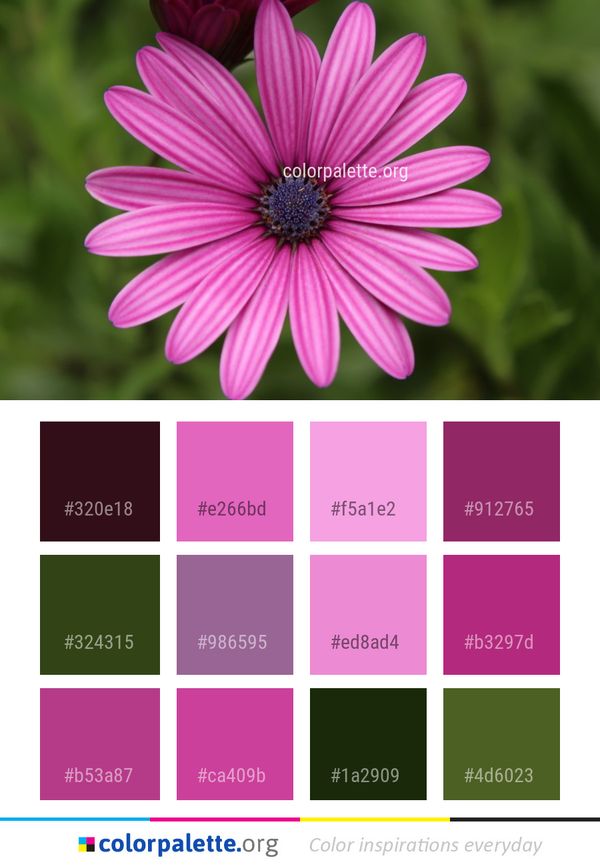 Flower Flora Close Up Color Palette