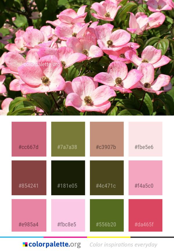 Flower Plant Pink Color Palette