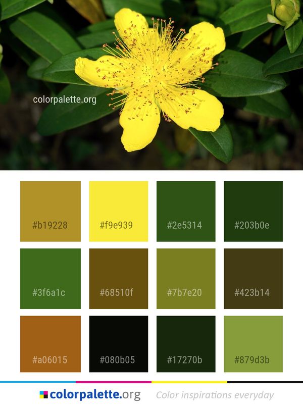 Flower Yellow Flora Color Palette
