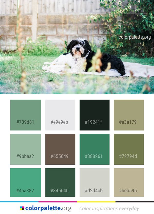 Photograph Dog Vertebrate Color Palette