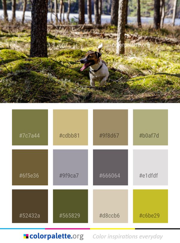 Tree Plant Woodland Color Palette