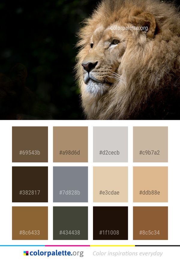 Wildlife Lion Mammal Color Palette