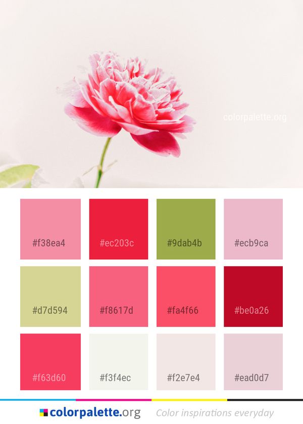 Flower Flowering Plant Pink Color Palette
