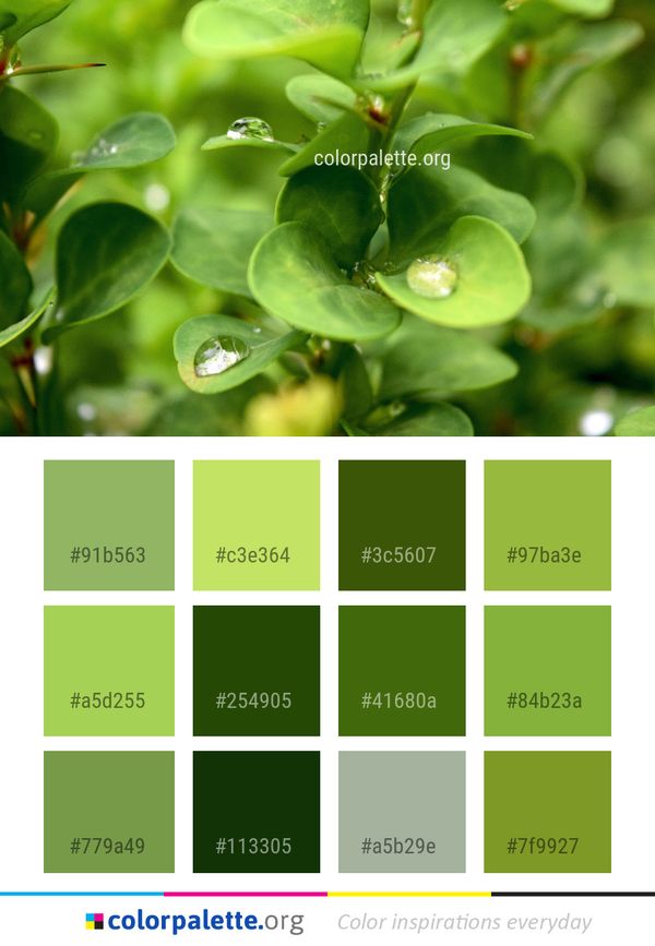 Green Water Leaf Color Palette
