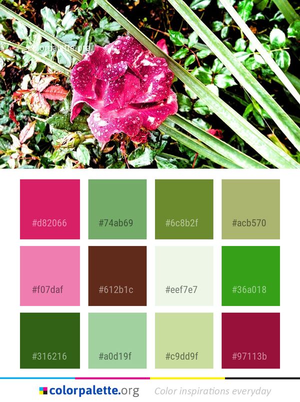 Plant Flora Flower Color Palette
