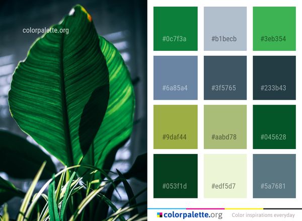 Plant Leaf Green Color Palette