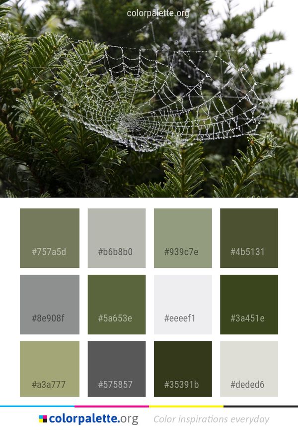 Spider Web Leaf Flora Color Palette