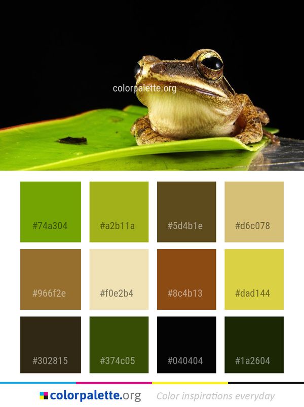 Toad Ranidae Frog Color Palette