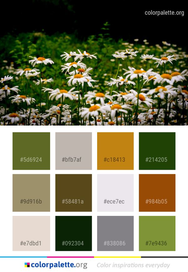 Flower Plant Flora Color Palette