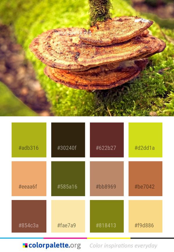 Fungus Medicinal Mushroom Color Palette